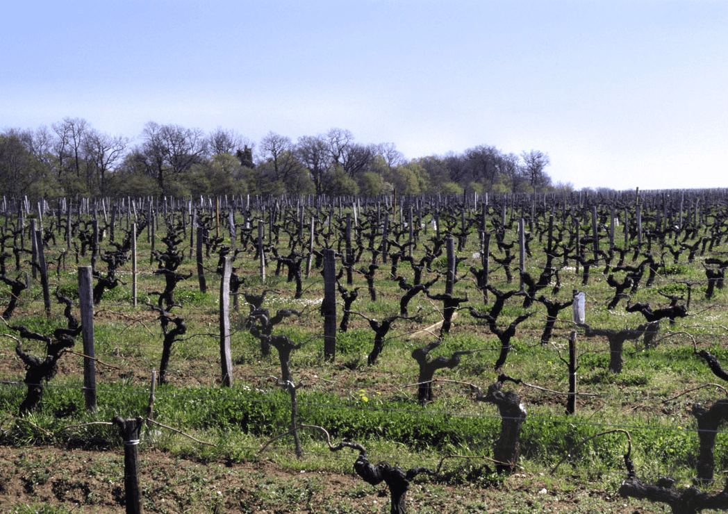 Vignes du Bergeracois en Dordogne près de Bergerac